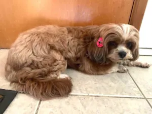 Cachorro raça Shitszu  idade 1 ano nome Shitszu 