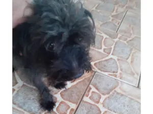 Cachorro raça Podoo pequeno idade 4 anos nome Costelinha 