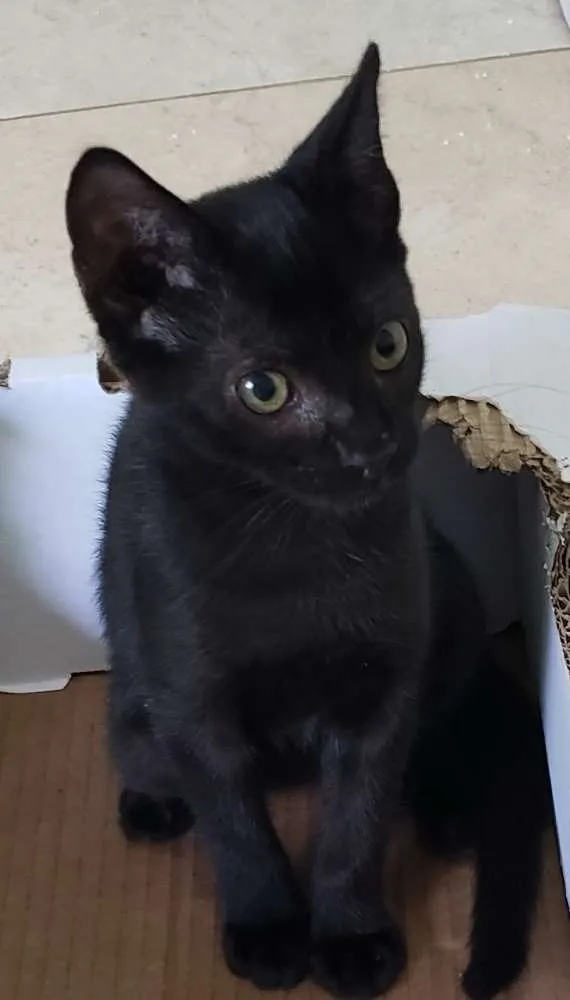 Gato ra a SRD idade 2 a 6 meses nome Jujuba
