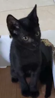 Jujuba