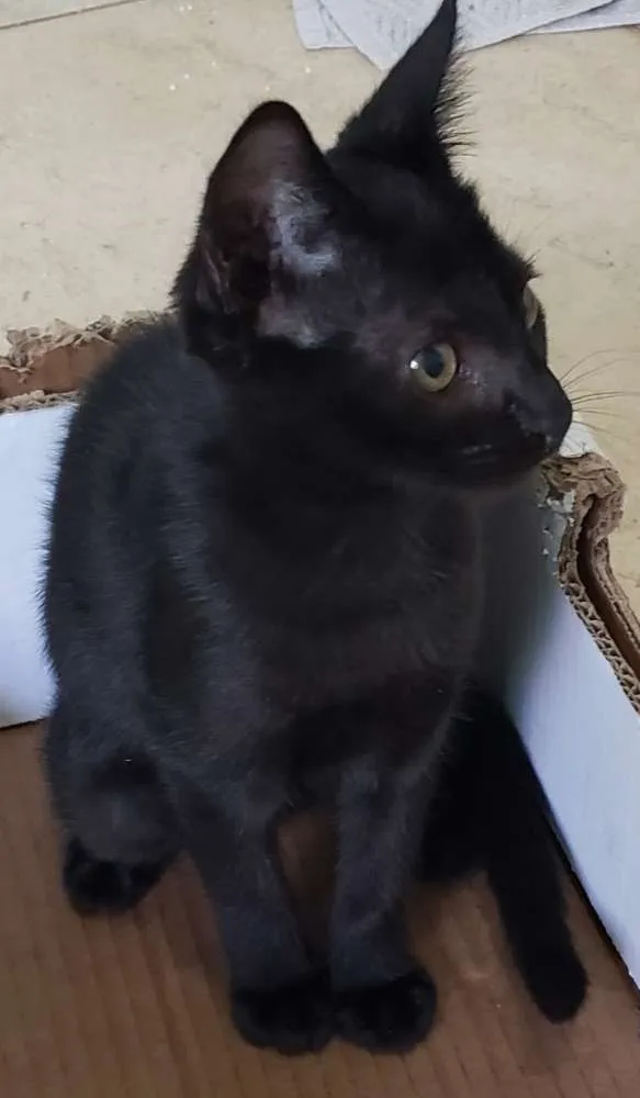 Gato ra a SRD idade 2 a 6 meses nome Jujuba