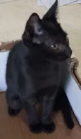 Jujuba