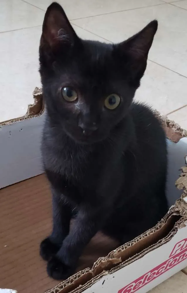 Gato ra a SRD idade 2 a 6 meses nome Jujuba