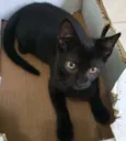 Jujuba