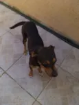 Neguinha