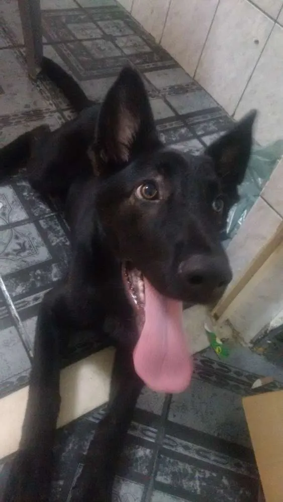 Cachorro ra a Misto Pastor alemão e pastor B idade 2 a 6 meses nome Claus