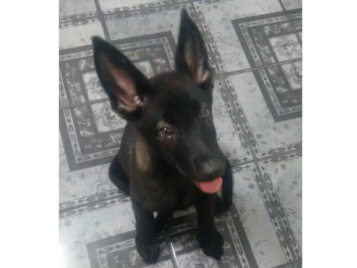 Cachorro ra a Misto Pastor alemão e pastor B idade 2 a 6 meses nome Claus