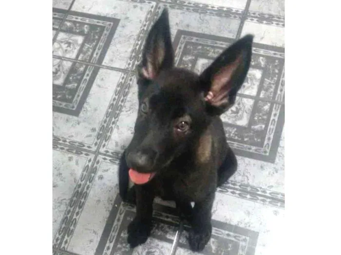 Cachorro ra a Misto Pastor alemão e pastor B idade 2 a 6 meses nome Claus