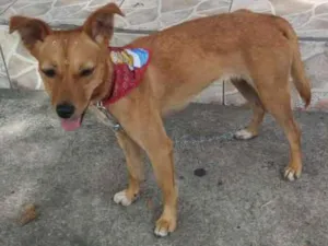 Cachorro raça SRD idade 7 a 11 meses nome Mel