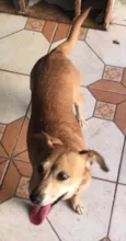 Panqueca