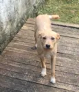 Polenta