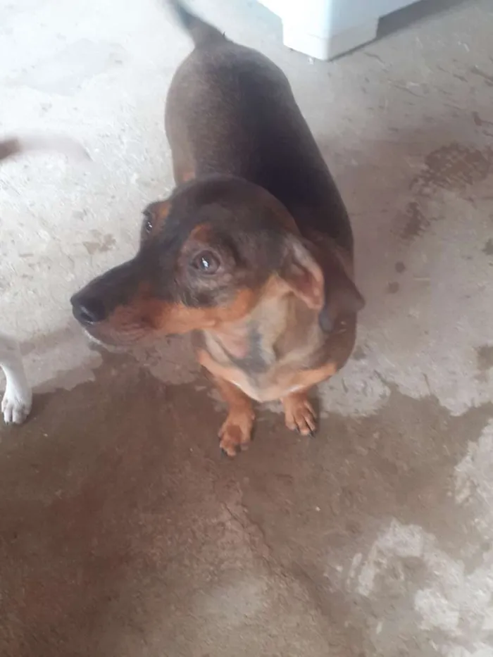 Cachorro ra a SRD/daschund idade 7 a 11 meses nome Cloe