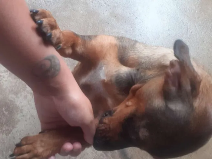 Cachorro ra a SRD/daschund idade 7 a 11 meses nome Cloe