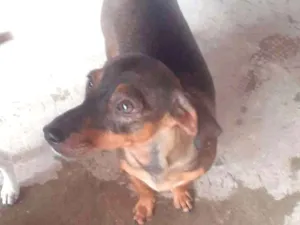 Cachorro raça SRD/daschund idade 7 a 11 meses nome Cloe