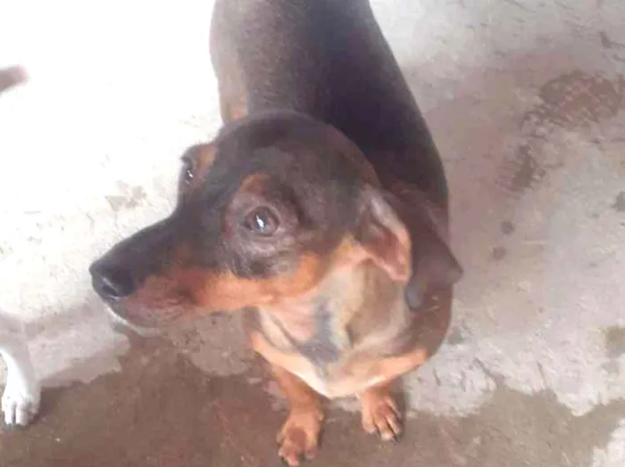 Cachorro ra a SRD/daschund idade 7 a 11 meses nome Cloe