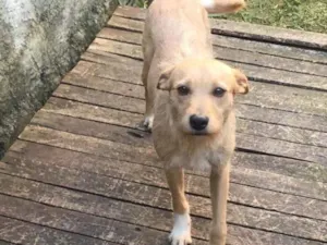 Cachorro raça Srd  idade 4 anos nome Polenta