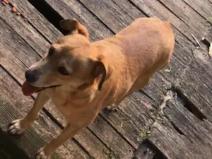 Cachorro raça Srd  idade 5 anos nome Panqueca