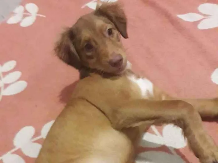 Cachorro ra a Srd idade 2 a 6 meses nome Valentina