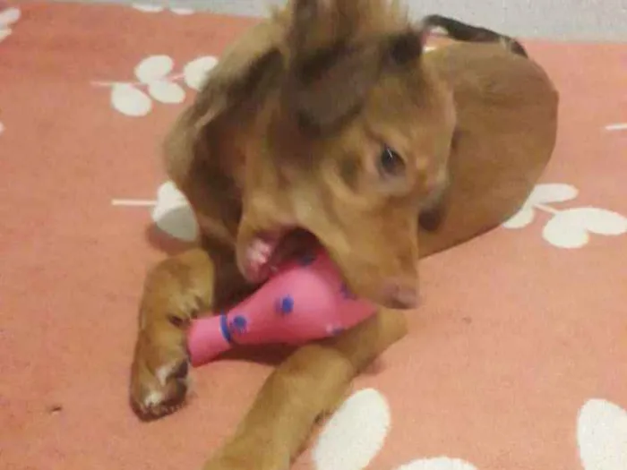 Cachorro ra a Srd idade 2 a 6 meses nome Valentina