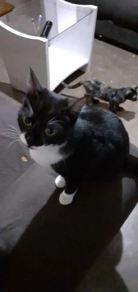 Gato ra a Sem raça idade 7 a 11 meses nome Lucy
