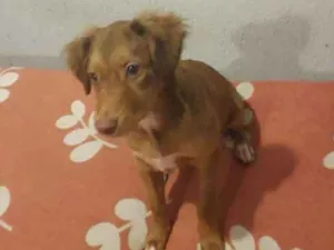 Cachorro raça Srd idade 2 a 6 meses nome Valentina