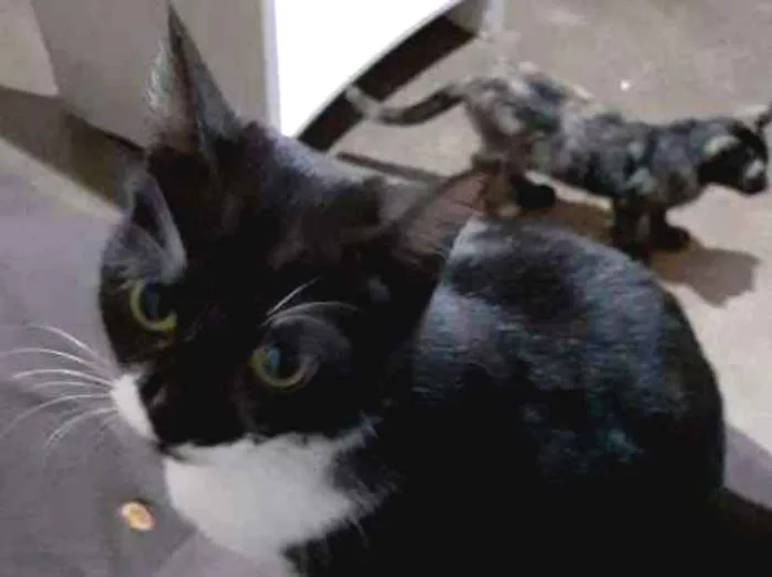 Gato ra a Sem raça idade 7 a 11 meses nome Lucy