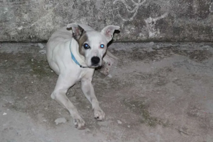 Cachorro ra a Pitbull misturado idade 2 anos nome Thor