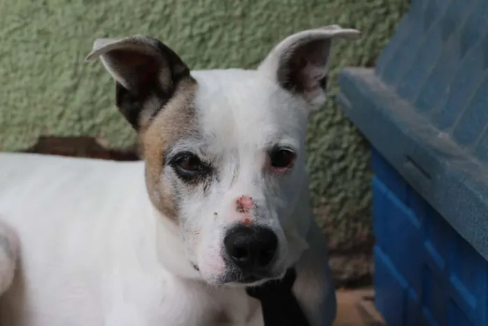 Cachorro ra a Pitbull misturado idade 2 anos nome Thor