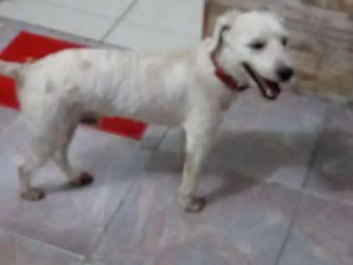 Cachorro ra a Poodle idade 6 ou mais anos nome Sheik