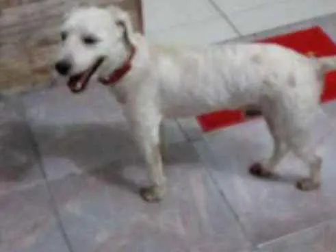 Cachorro ra a Poodle idade 6 ou mais anos nome Sheik