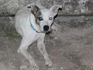 Cachorro raça Pitbull misturado idade 2 anos nome Thor