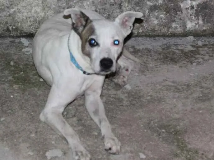 Cachorro ra a Pitbull misturado idade 2 anos nome Thor