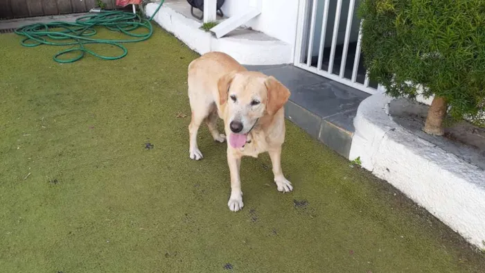 Cachorro ra a labrador idade 3 anos nome sem nome