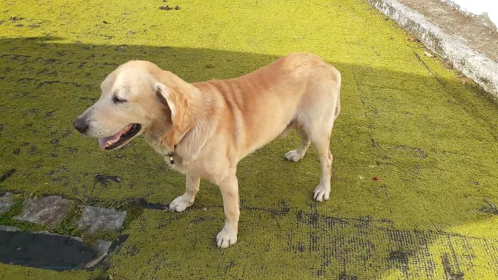 Cachorro ra a labrador idade 3 anos nome sem nome