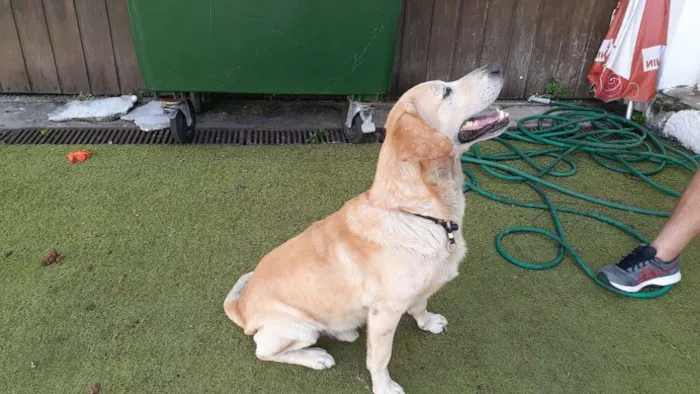 Cachorro ra a labrador idade 3 anos nome sem nome