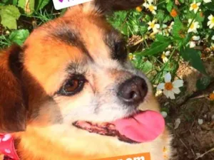 Cachorro raça Vira lata idade 6 ou mais anos nome Bolinga