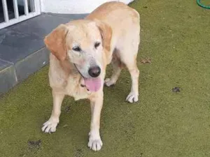 Cachorro raça labrador idade 3 anos nome sem nome