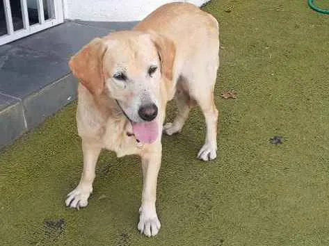 Cachorro ra a labrador idade 3 anos nome sem nome