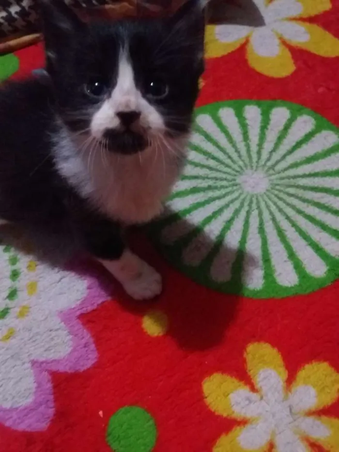 Gato ra a Sem raça idade 2 a 6 meses nome Sem nome
