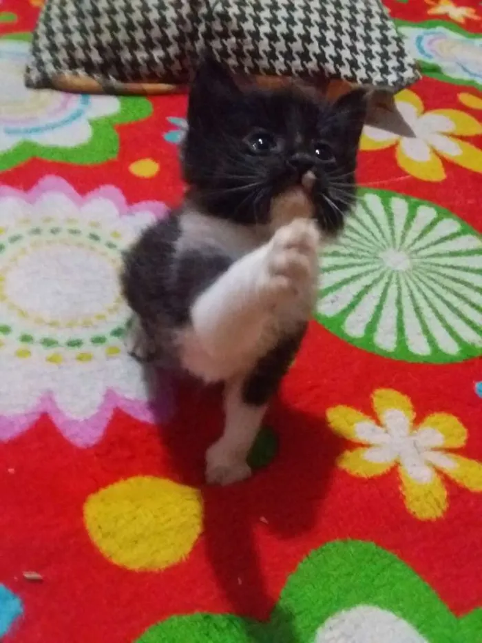 Gato ra a Sem raça idade 2 a 6 meses nome Sem nome