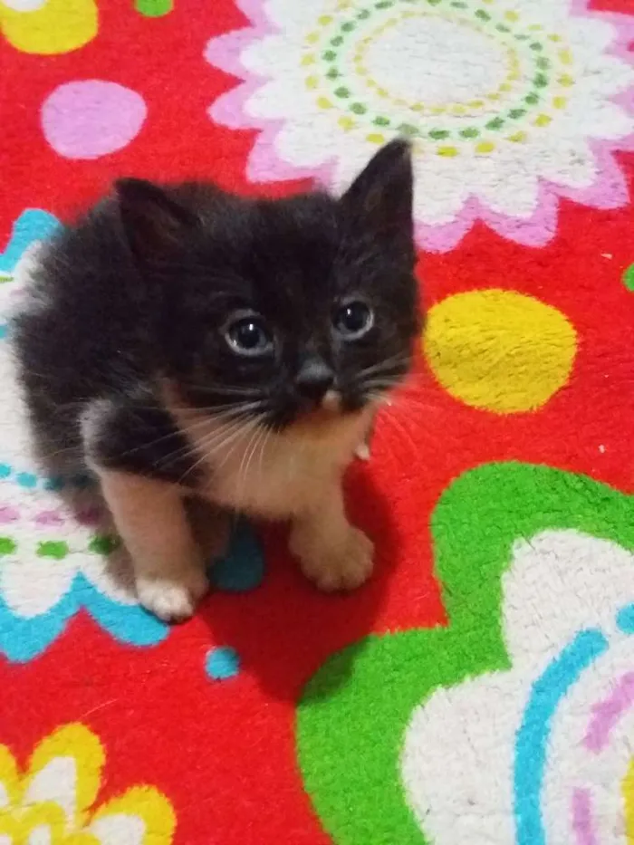 Gato ra a Sem raça idade 2 a 6 meses nome Sem nome