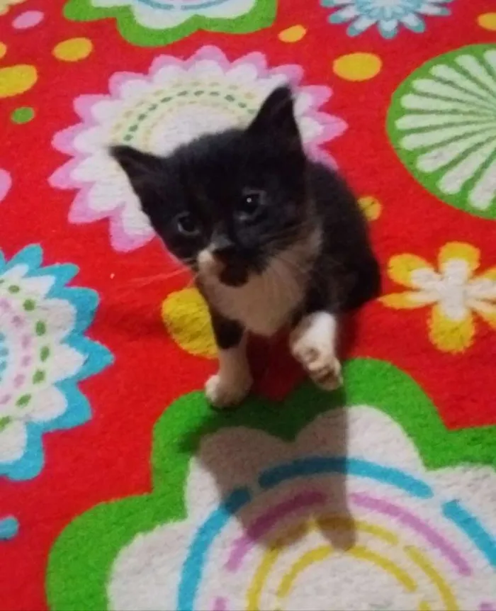 Gato ra a Sem raça idade 2 a 6 meses nome Sem nome