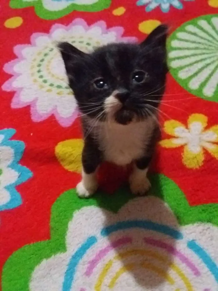 Gato ra a Sem raça idade 2 a 6 meses nome Sem nome