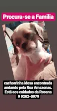cachorrinha idosa