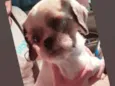 cachorrinha idosa