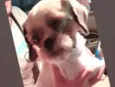 cachorrinha idosa