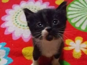 Gato raça Sem raça idade 2 a 6 meses nome Sem nome