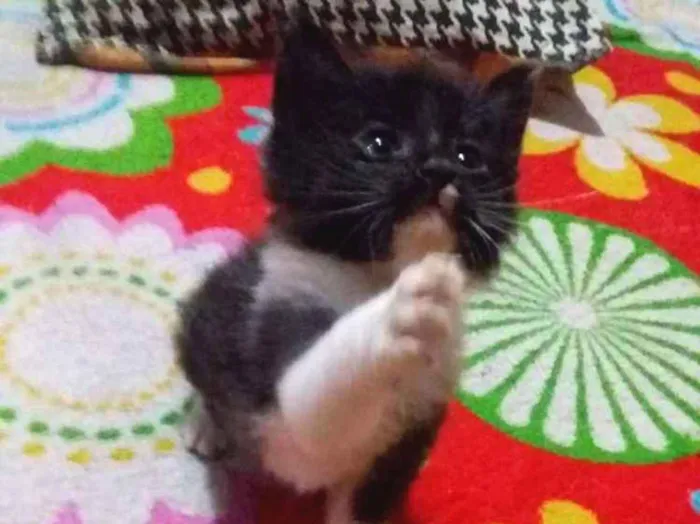 Gato ra a Sem raça idade 2 a 6 meses nome Sem nome