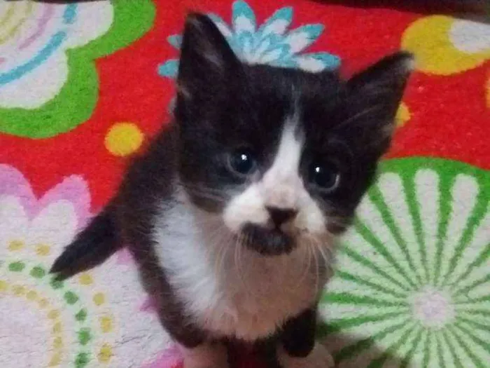 Gato ra a Sem raça idade 2 a 6 meses nome Sem nome