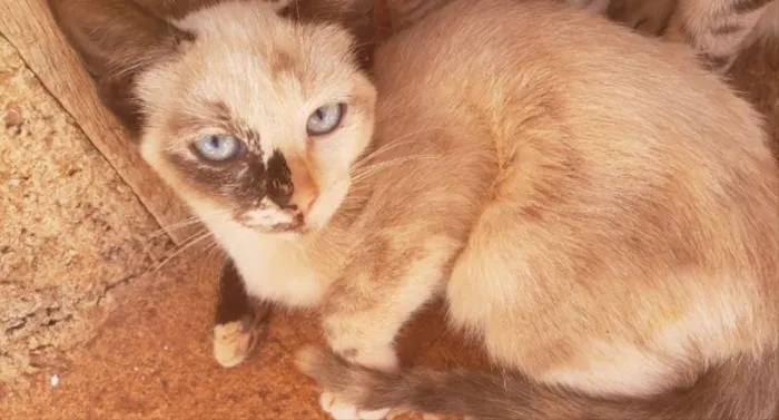 Gato ra a Mestiça  idade 2 a 6 meses nome Tata 